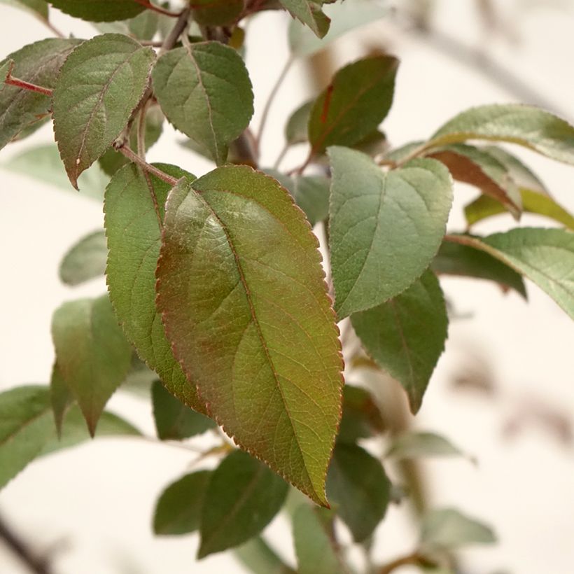 Malus Coccinella Courtarou - Sierappel (Blad)