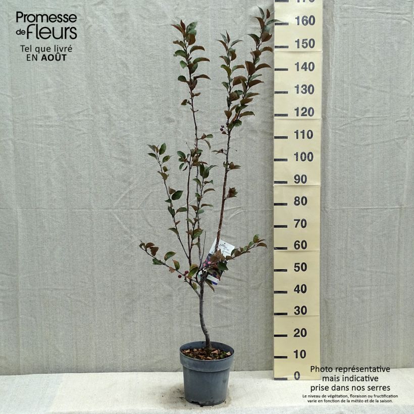 Exemplaar van Malus Dark Rosaleen - Sierappel Pot van 6 l/7 l zoals geleverd in de zomer