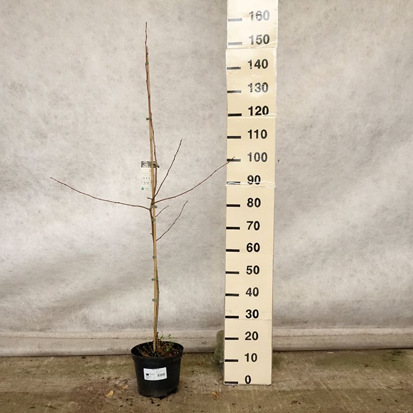 Exemplaar van Pommier d'ornement - Malus Dolgo Pot de 4L/5L zoals geleverd in de herfst