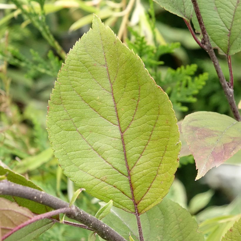 Malus purpurea Eleyi - Sierappel (Blad)