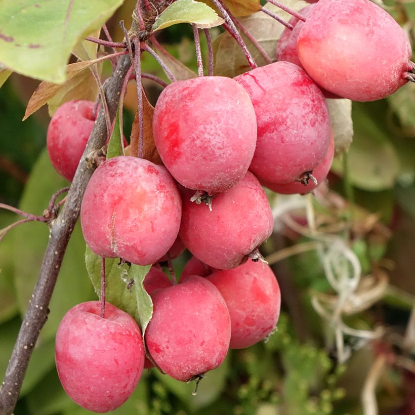 Malus purpurea Eleyi - Sierappel (Oogst)