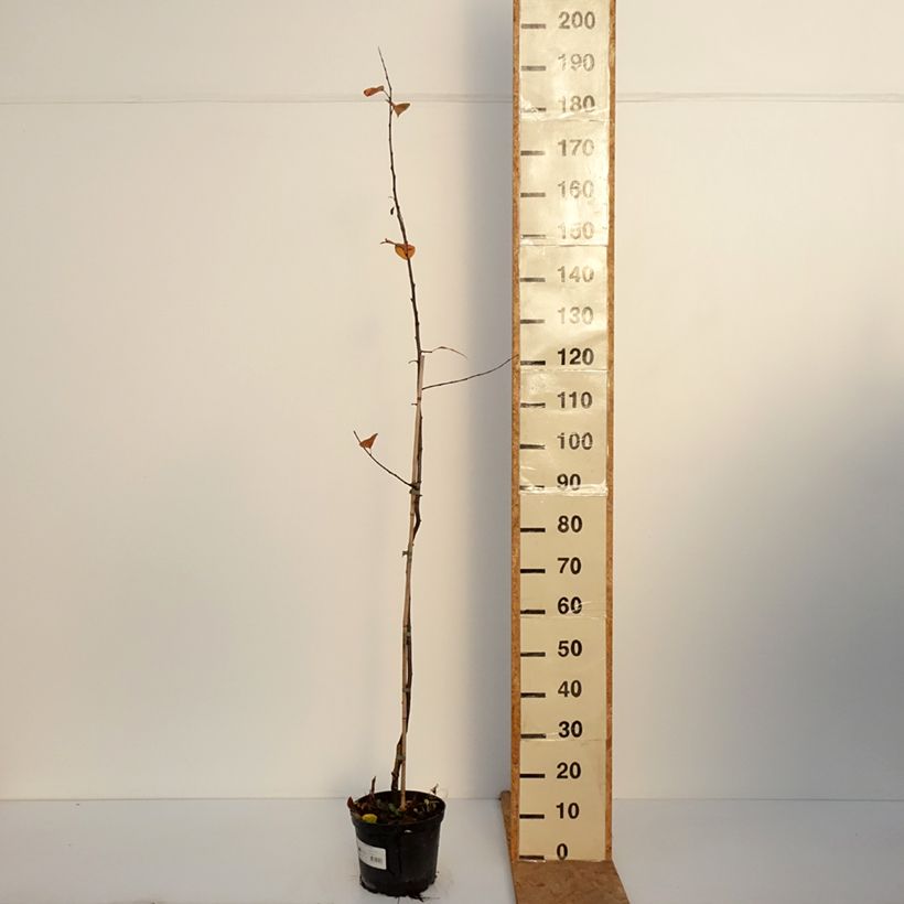 Exemplaar van Malus purpurea Eleyi - Sierappel Pot van 4 l/5 l zoals geleverd in de herfst