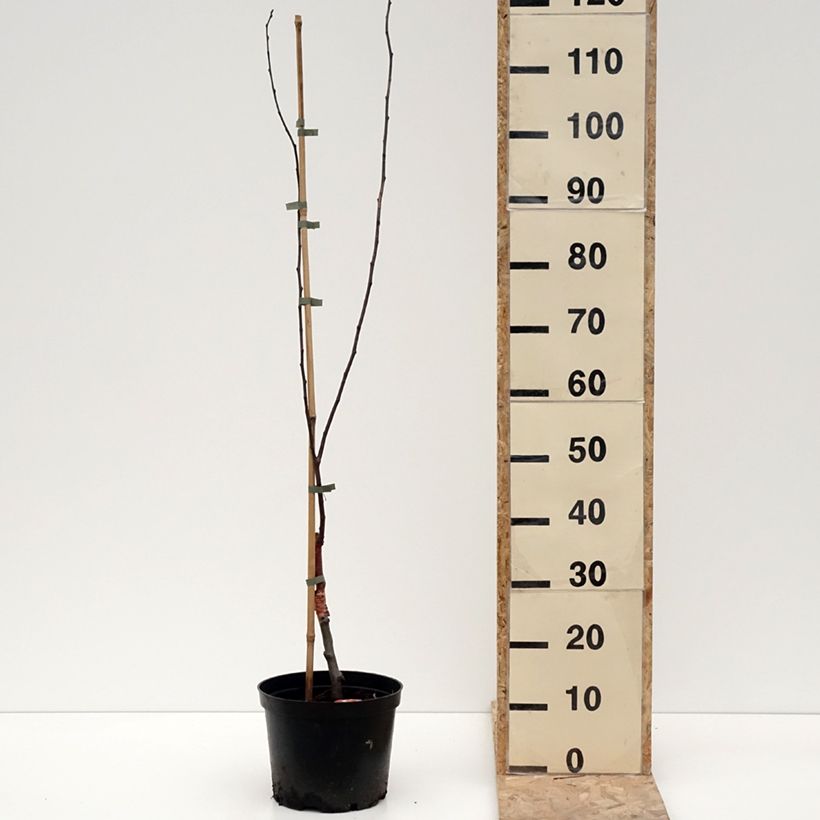 Exemplaar van Malus purpurea Eleyi - Sierappel Pot van 4 l/5 l zoals geleverd in de winter