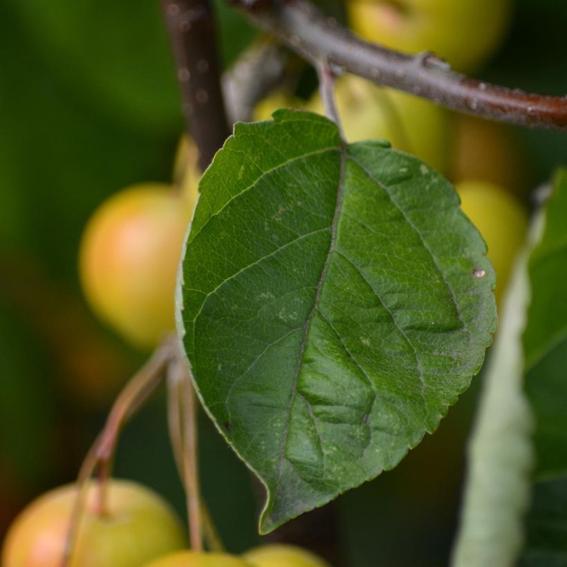 Malus Golden Hornet - Sierappel (Foliage)