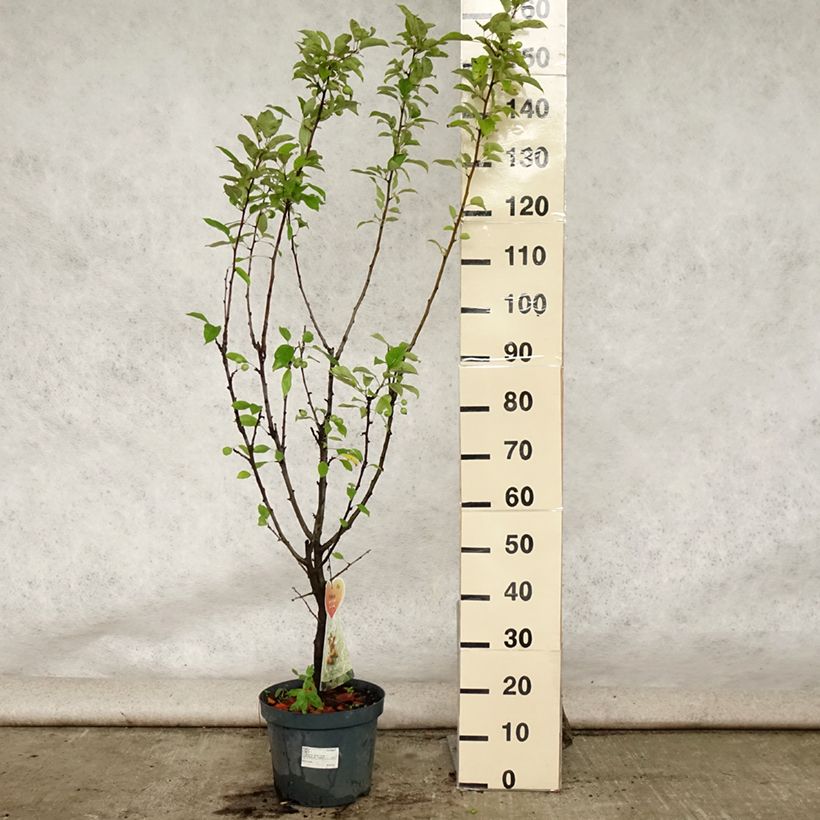 Exemplaar van Malus Golden Hornet - Sierappel Pot van 6 l/7 l zoals geleverd in de zomer