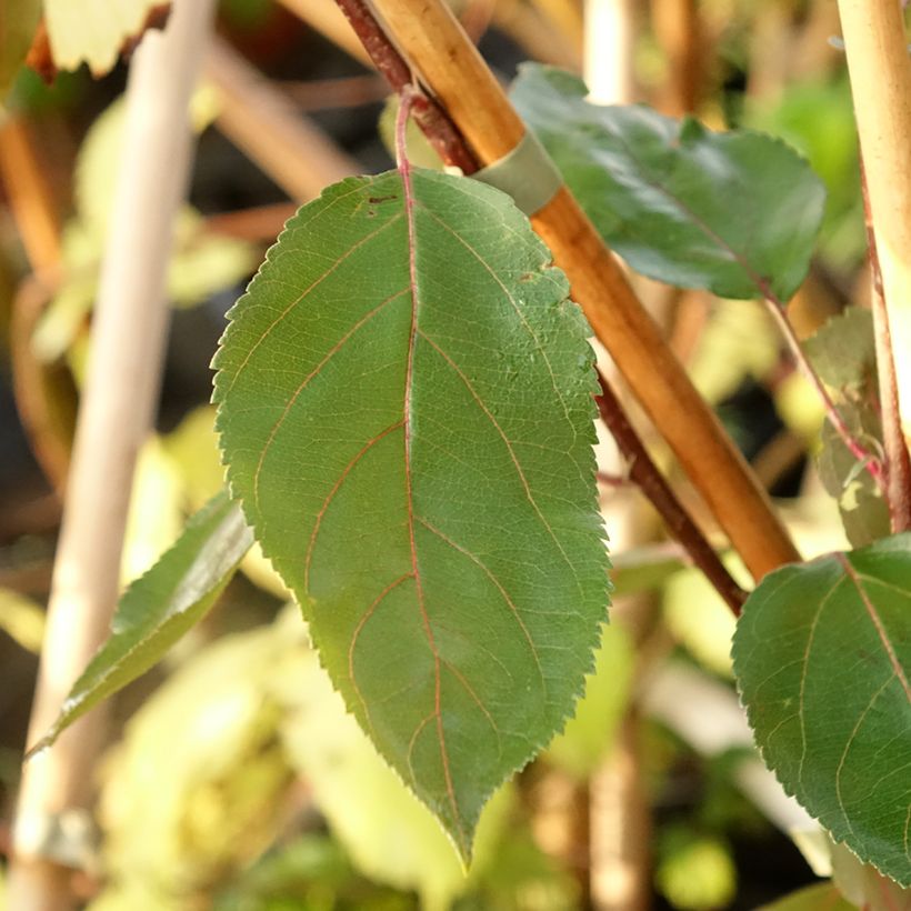 Malus Hopa - Appelboom (Blad)