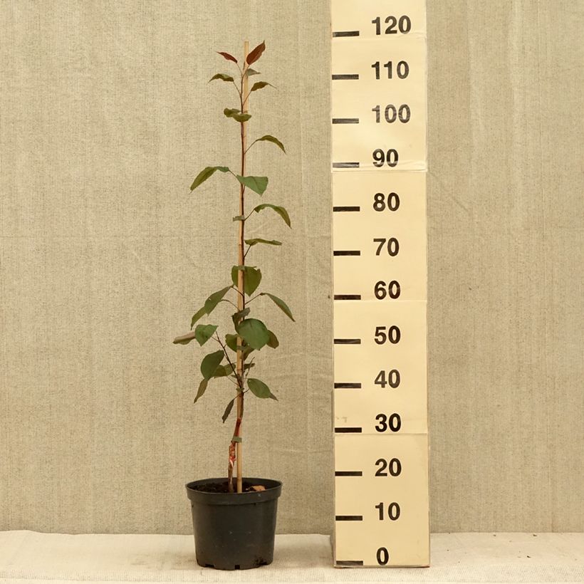 Exemplaar van Malus Hopa - Appelboom Pot van 4 l/5 l zoals geleverd in de zomer