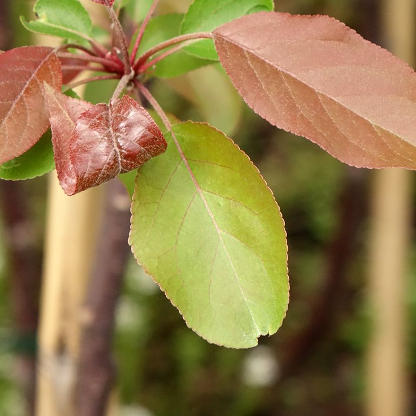 Malus domestica Hyvingiensis - Appelboom (Blad)