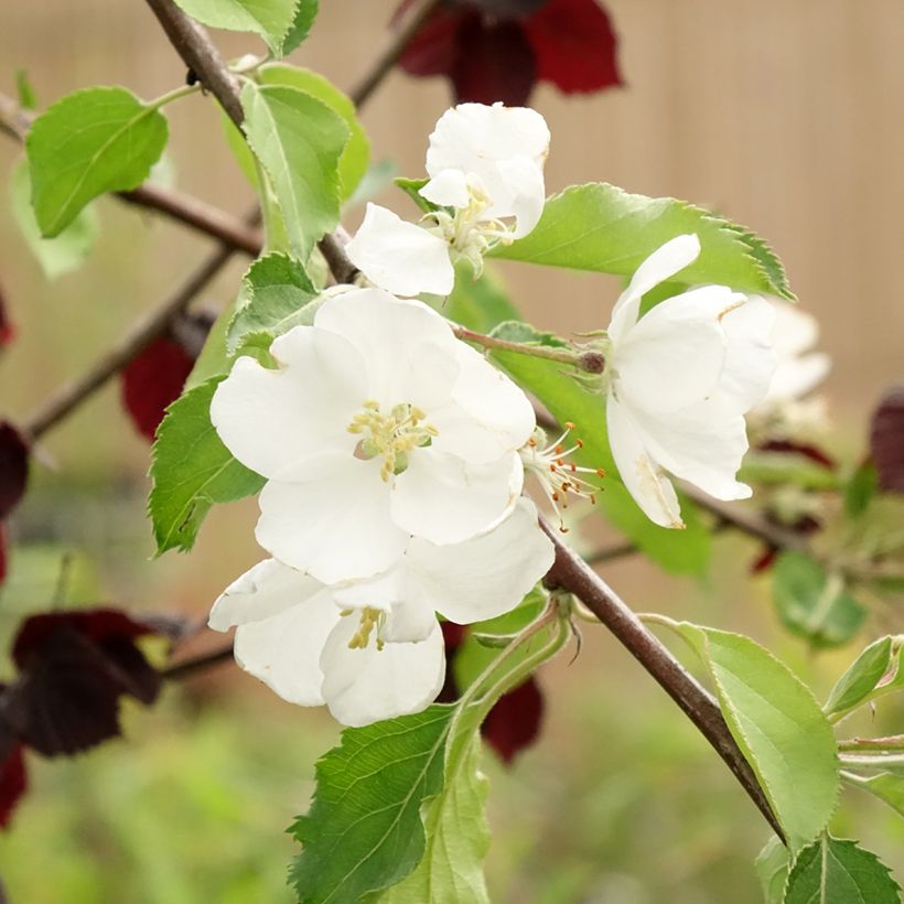 Malus domestica Hyvingiensis - Appelboom (Bloei)