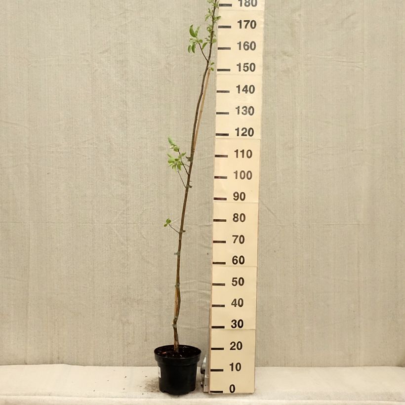 Exemplaar van Malus John Downie - Sierappel Pot van 4 l/5 l zoals geleverd in de lente