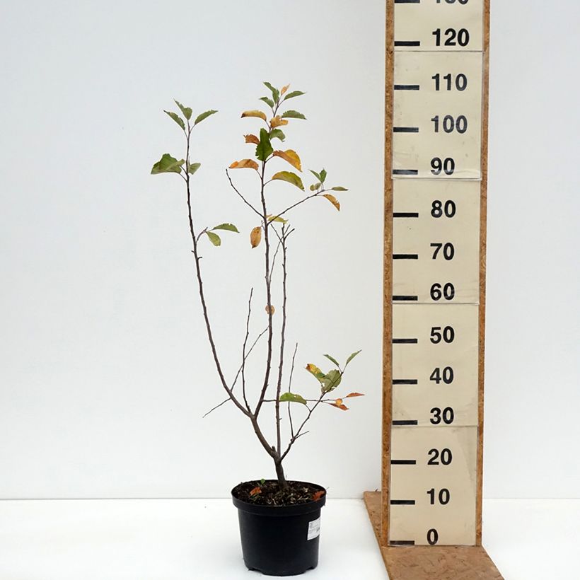 Exemplaar van Malus John Downie - Sierappel Pot van 4 l/5 l zoals geleverd in de herfst