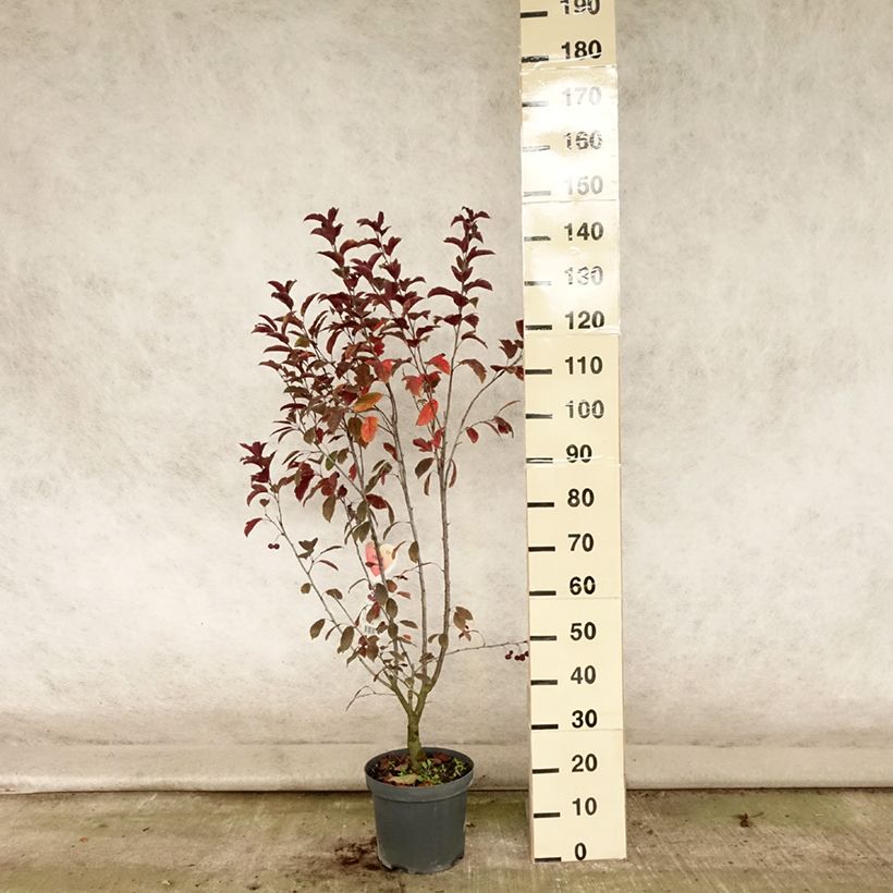 Exemplaar van Malus Liset - Sierappel Pot van 7,5 l/10 l zoals geleverd in de zomer