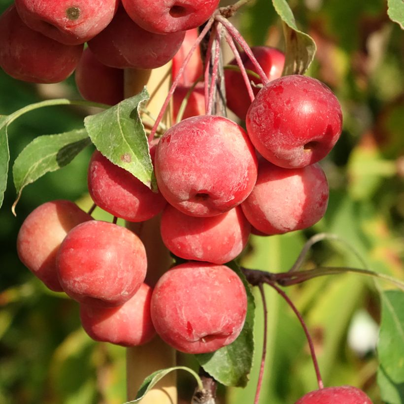Malus purpurea Ola - Sierappel (Oogst)