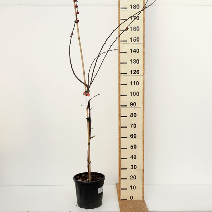 Exemplaar van Malus purpurea Ola - Sierappel Pot van 7,5 l/10 l zoals geleverd in de herfst