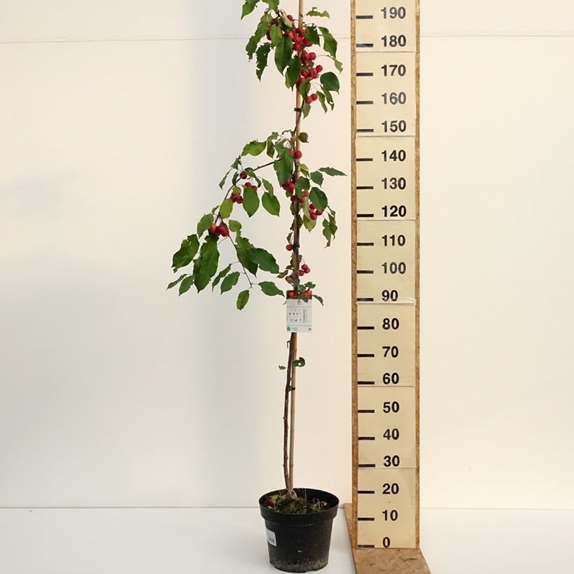 Exemplaar van Malus purpurea Ola - Sierappel Pot van 7,5 l/10 l zoals geleverd in de zomer