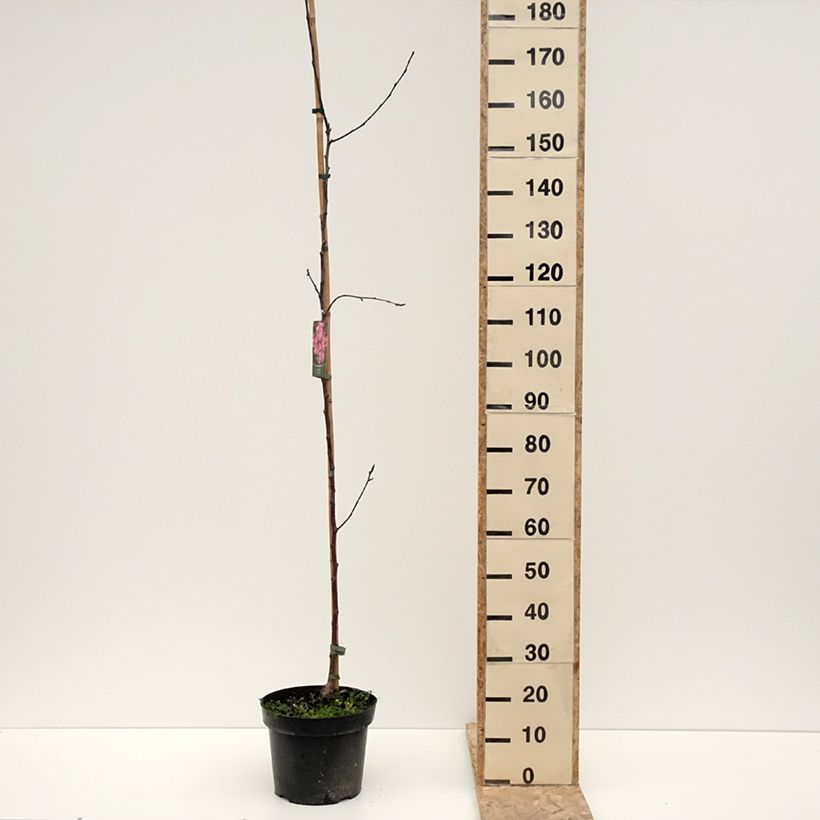 Exemplaar van Malus purpurea Ola - Sierappel Pot van 7,5 l/10 l zoals geleverd in de winter