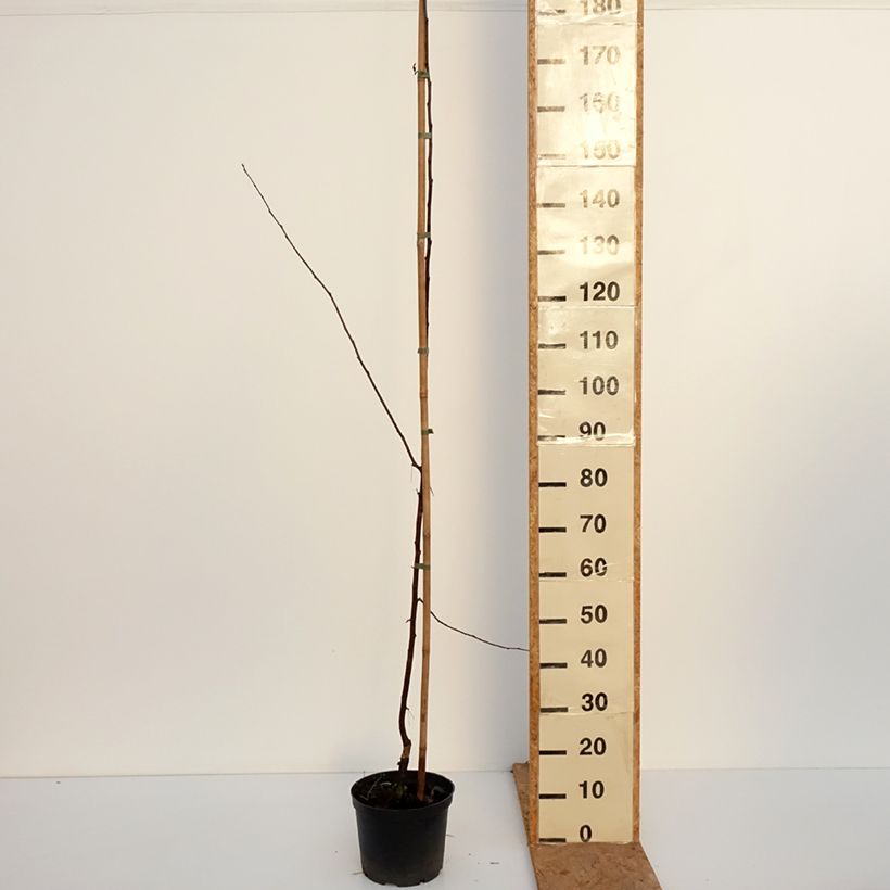 Exemplaar van Malus Paul Hauber - Sierappel Pot van 4 l/5 l zoals geleverd in de herfst