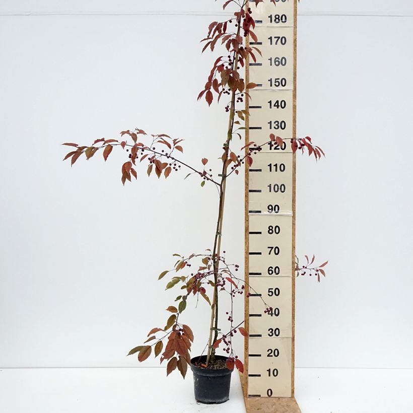 Exemplaar van Malus Paul Hauber - Sierappel Pot van 4 l/5 l zoals geleverd in de zomer