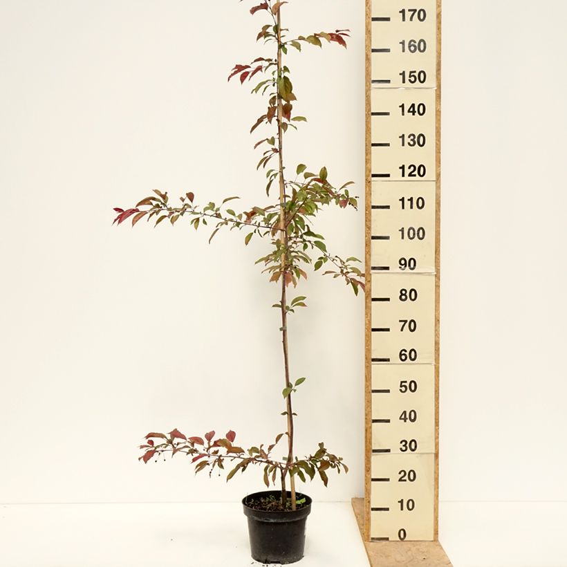 Exemplaar van Malus Paul Hauber - Sierappel Pot van 4 l/5 l zoals geleverd in de lente