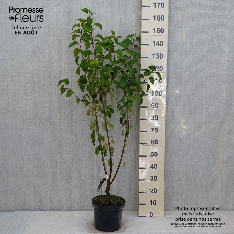 Exemplaar van Malus Evereste Perpetu - Sierappel Pot van 7,5 l/10 l, Laagstam zoals geleverd in de zomer