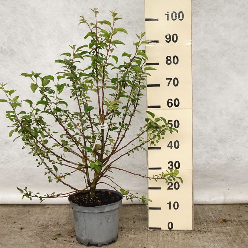 Example of Malus Evereste Perpetu - Sierappel Pot van 6 l/7 l, Struik as you get in printemps