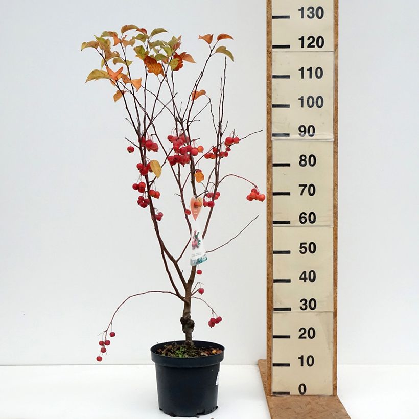 Exemplaar van Malus Evereste Perpetu - Sierappel Pot van 7,5 l/10 l, Laagstam zoals geleverd in de herfst