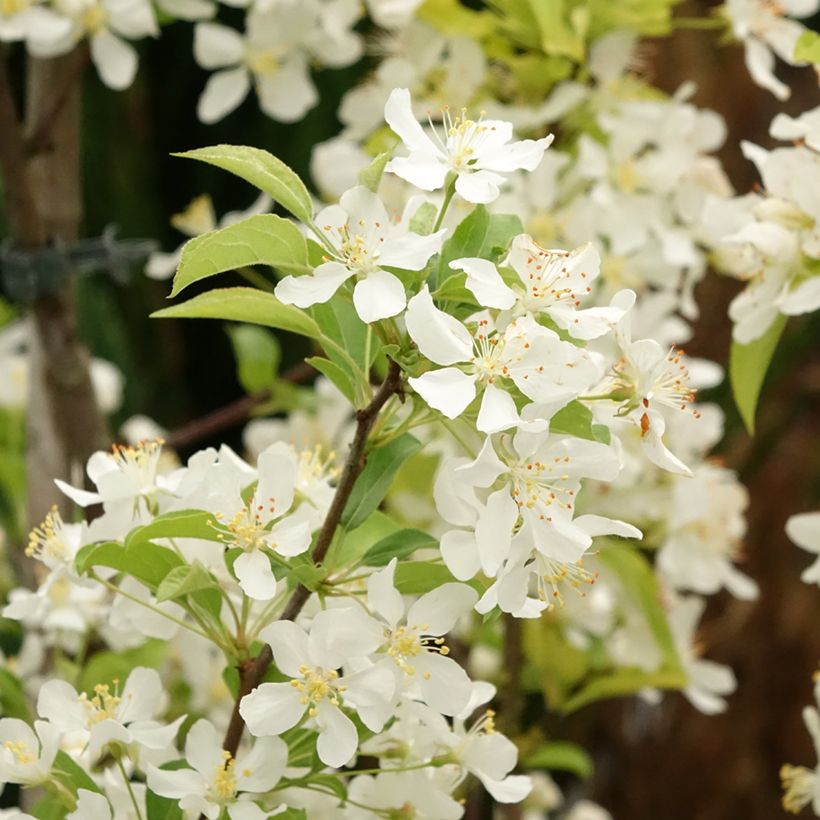 Malus Red Jewel - Sierappel (Bloei)