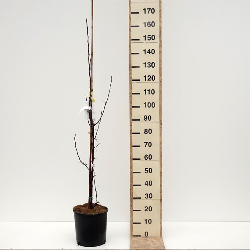 Exemplaar van Malus Red Obelisk - Sierappel Pot van 12 l/15 l zoals geleverd in de winter