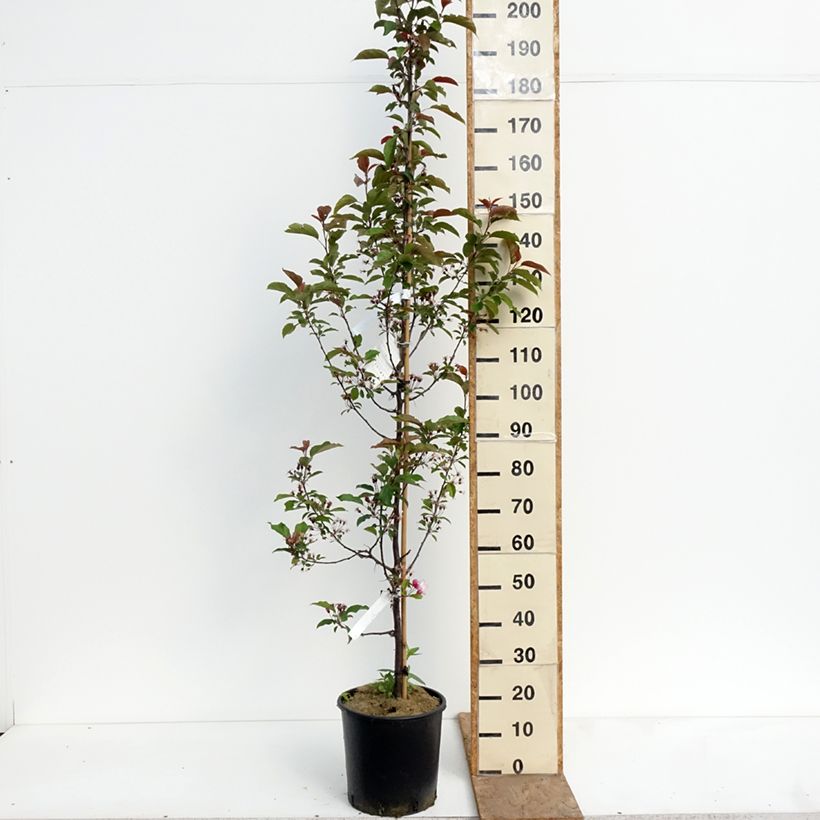 Exemplaar van Malus Red Obelisk - Sierappel Pot van 12 l/15 l zoals geleverd in de lente