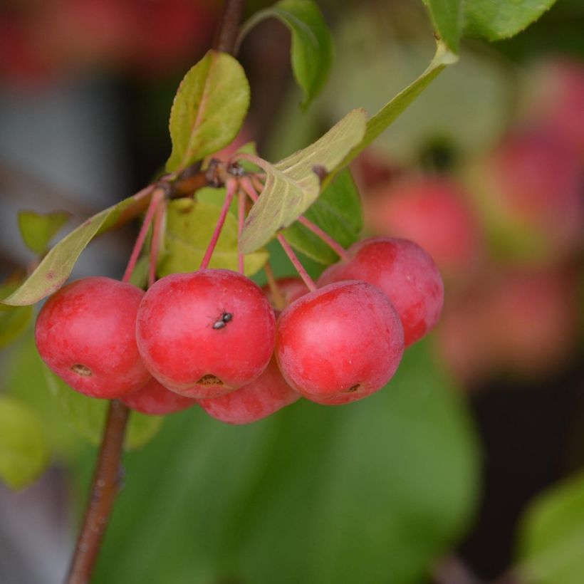 Voorbeeld van een exemplaar van Malus Red Sentinel - Sierappel Pot van 6 l/7 l zoals geleverd