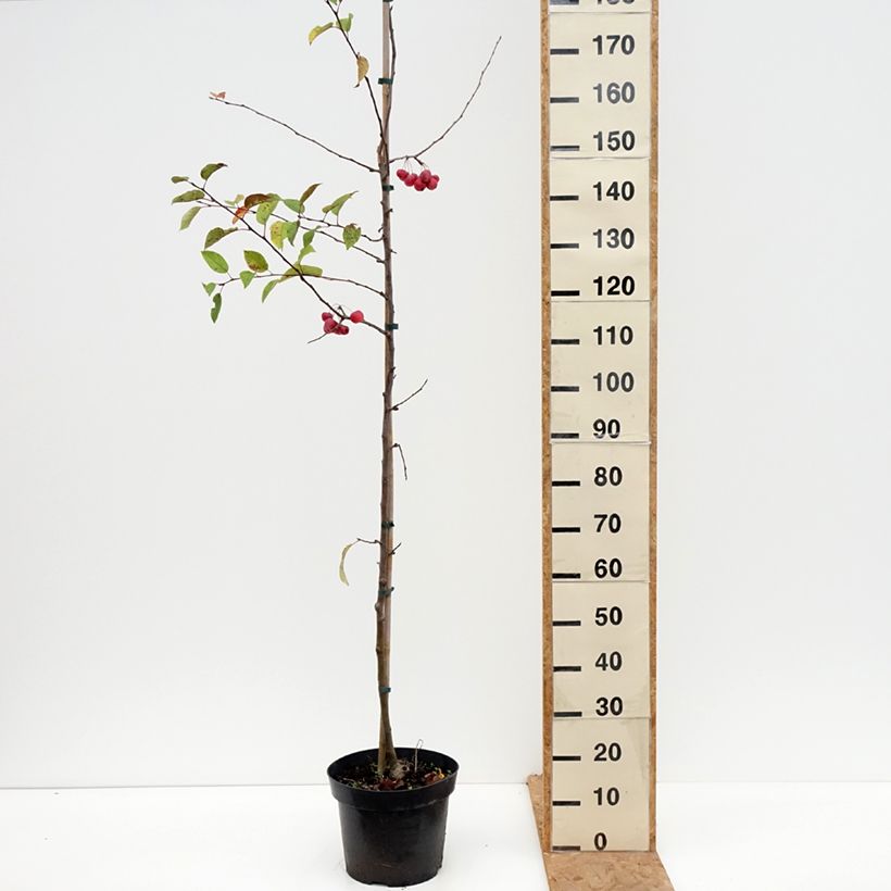 Exemplaar van Malus Red Sentinel - Sierappel Pot van 6 l/7 l zoals geleverd in de herfst