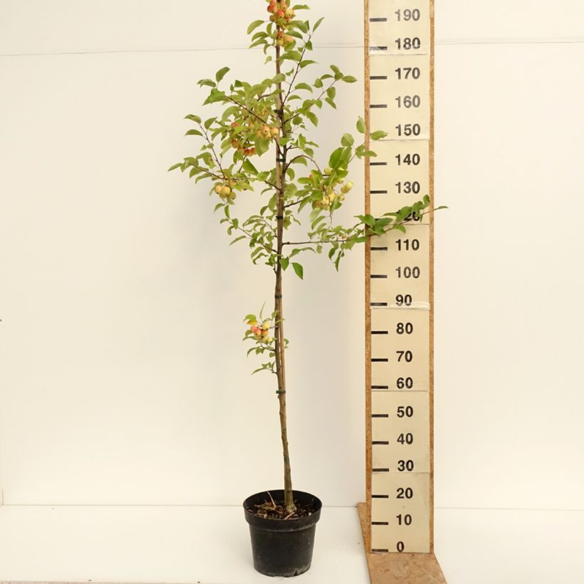 Exemplaar van Malus Red Sentinel - Sierappel Pot van 6 l/7 l zoals geleverd in de zomer
