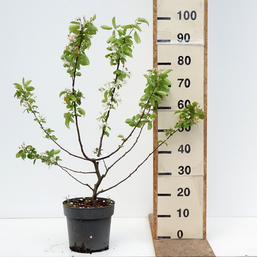 Exemplaar van Malus Red Sentinel - Sierappel Pot van 6 l/7 l zoals geleverd in de lente
