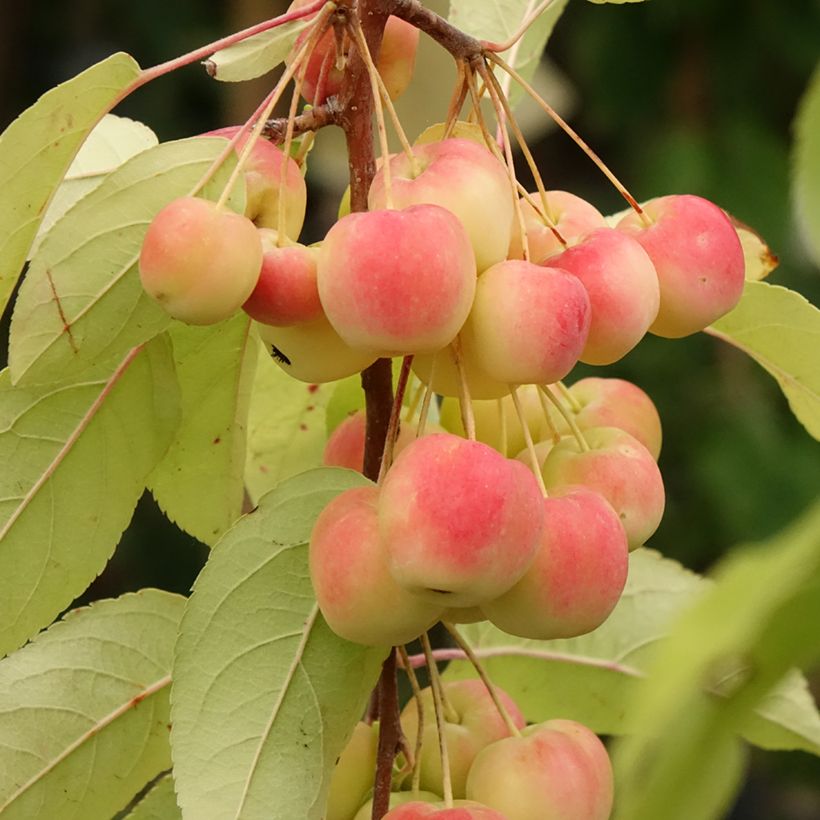 Malus Red Sentinel - Sierappel (Oogst)