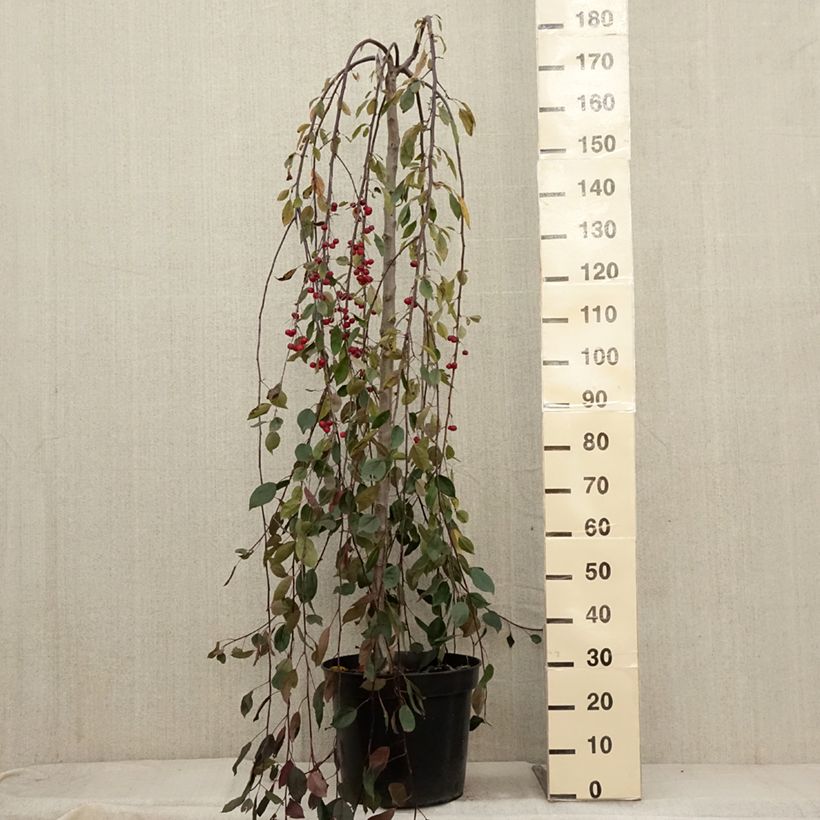 Exemplaar van Pommier d'ornement - Malus Royal Beauty Pot de 7,5L/10L, Tige, Tige  de 100 cm zoals geleverd in de herfst