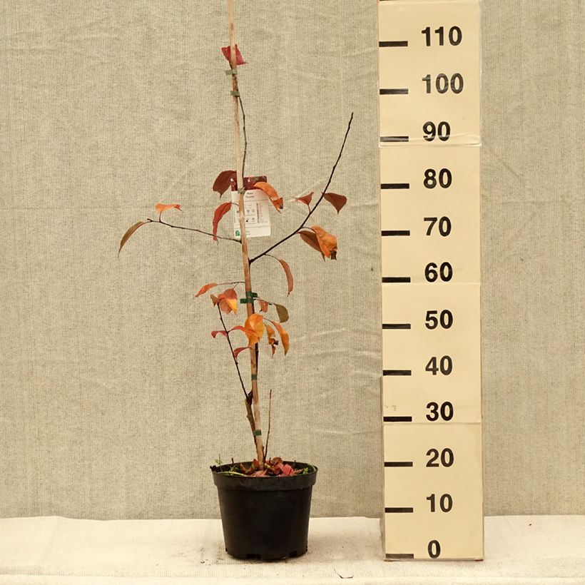 Exemplaar van Malus Royalty - Sierappel Pot van 4 l/5 l zoals geleverd in de herfst