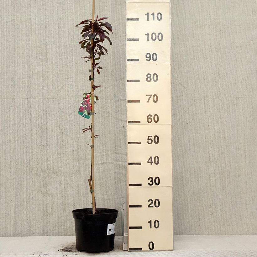 Example of Malus Royalty - Sierappel Pot van 4 l/5 l as you get in printemps