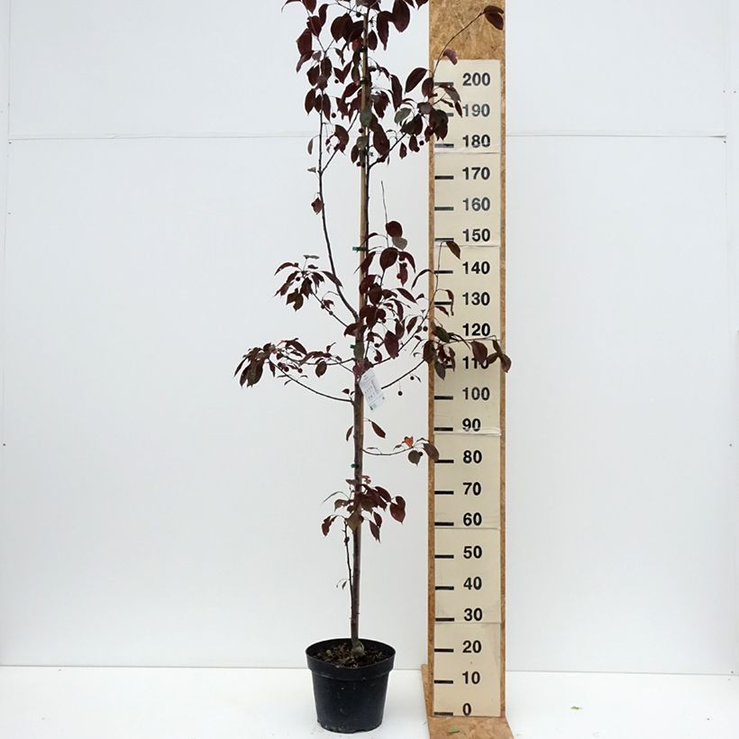 Exemplaar van Malus Royalty - Sierappel Pot van 7,5 l/10 l zoals geleverd in de zomer