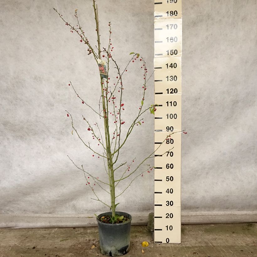 Exemplaar van Malus Sugar Tyme - Sierappel Pot van 12 l/15 l, Stengel zoals geleverd in de herfst