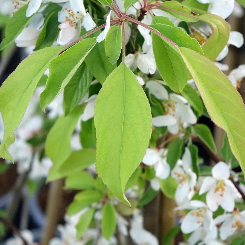 Malus Sugar Tyme - Sierappel (Blad)