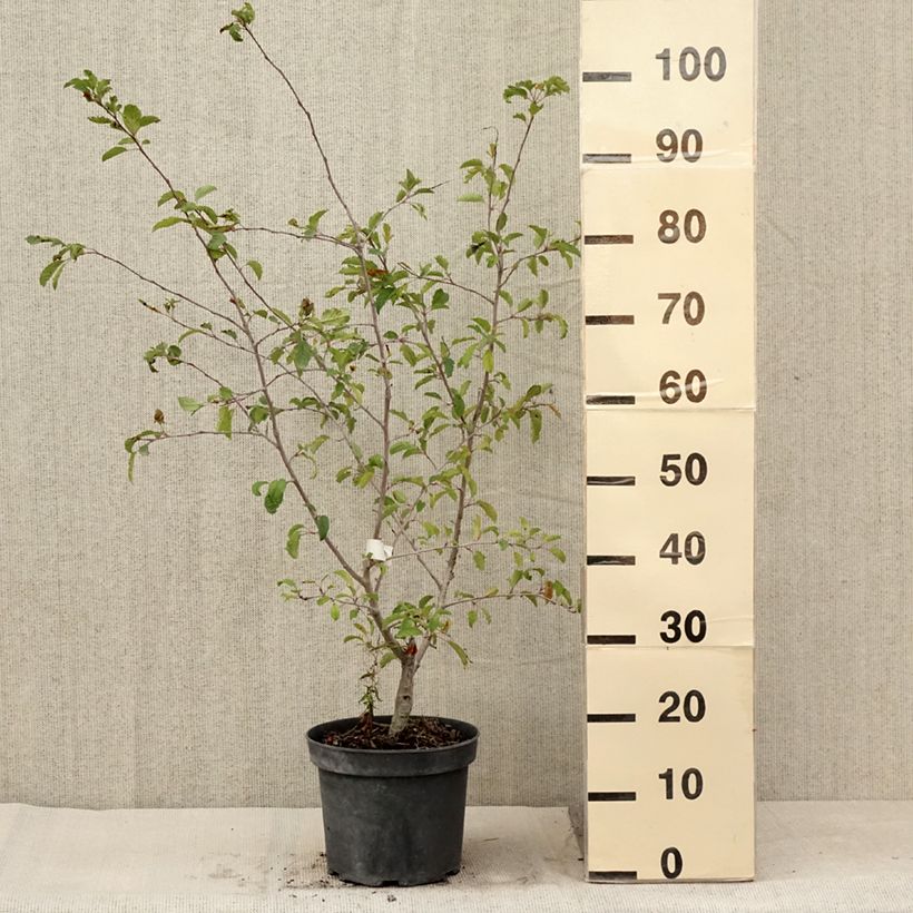 Exemplaar van Malus toringo Brouwers Beauty - Sierappel Pot van 4 l/5 l zoals geleverd in de zomer
