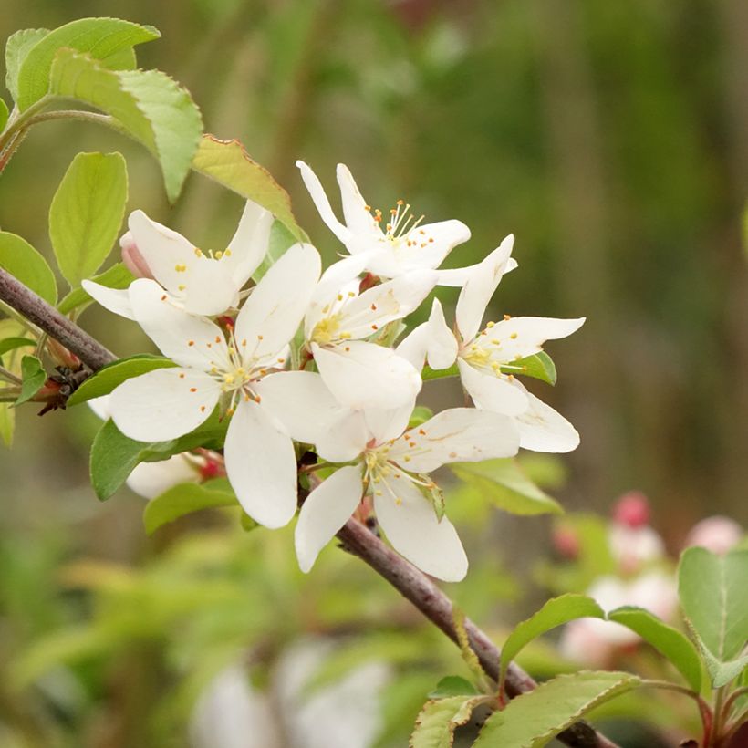 Malus toringo Brouwers Beauty - Sierappel (Bloei)