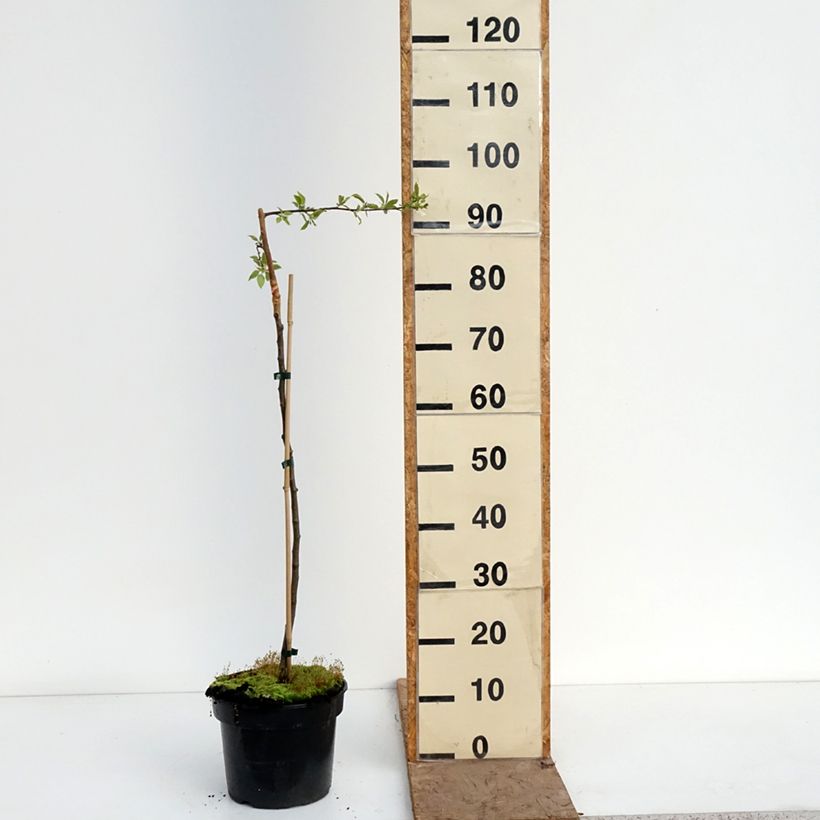 Exemplaar van Malus sachalinensis Pendula - Appelboom Pot van 4 l/5 l, Stengel zoals geleverd in de lente