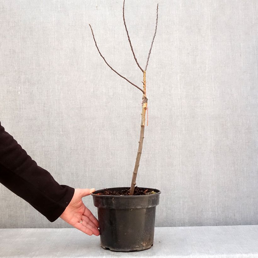 Exemplaar van Malus Courtabri Pomzai - Sierappel Pot van 4 l/5 l, Stengel zoals geleverd in de winter