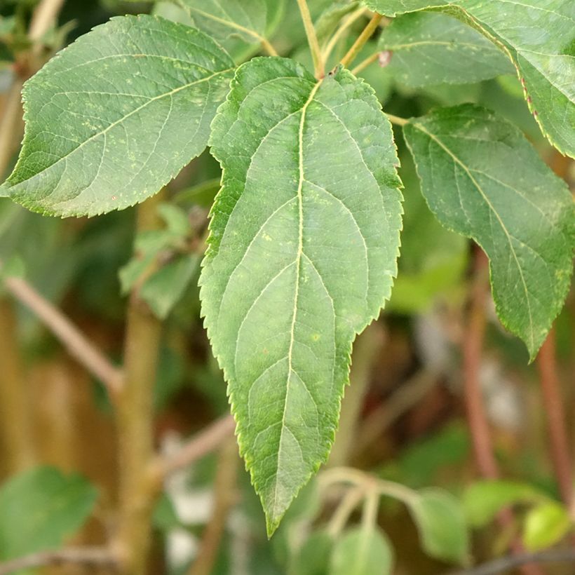 Appelboom Delbard Celeste - Georges Delbard (Blad)