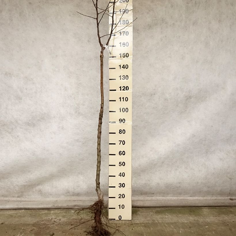 Exemplaar van Appelboom Divine - Georges Delbard Naakte wortel, Half-hoge stam zoals geleverd in de herfst