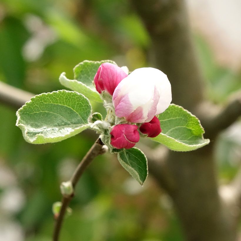 Appelboom Double Belle Fleur (Bloei)