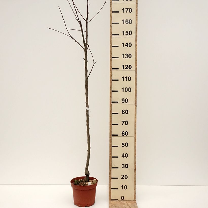 Exemplaar van Appelboom Double Belle Fleur Pot van 7,5 l/10 l, Half-hoge stam zoals geleverd in de winter