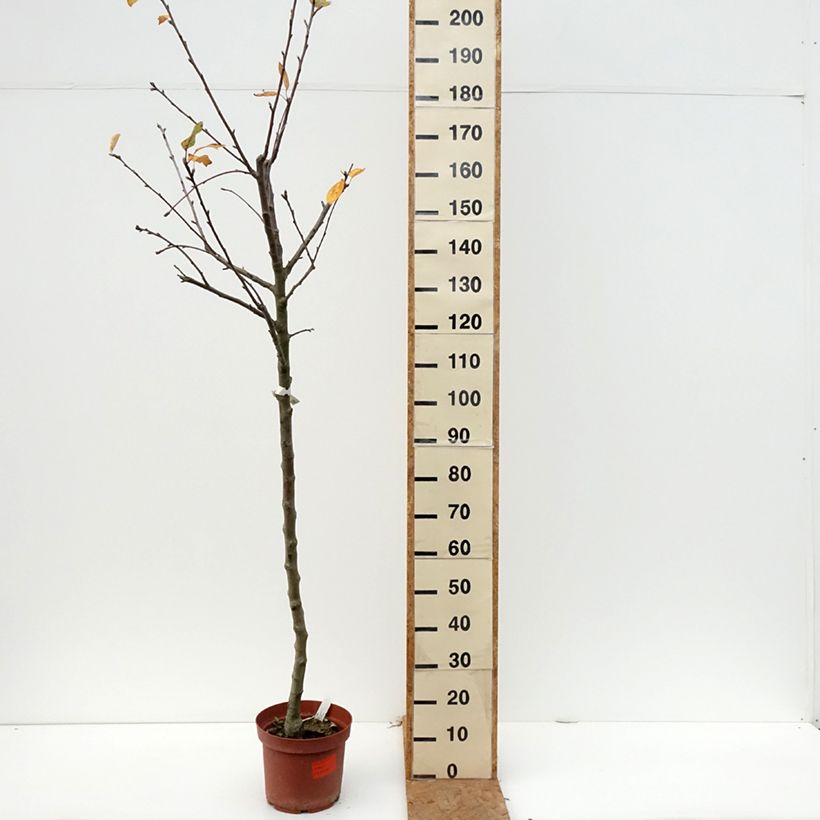 Exemplaar van Appelboom Double Belle Fleur Pot van 7,5 l/10 l, Half-hoge stam zoals geleverd in de herfst