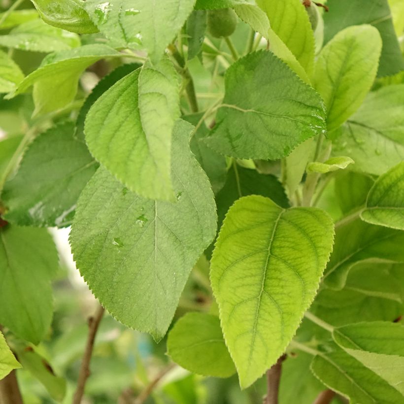 Dubbelappelboom Gala + Golden Delicious (Blad)